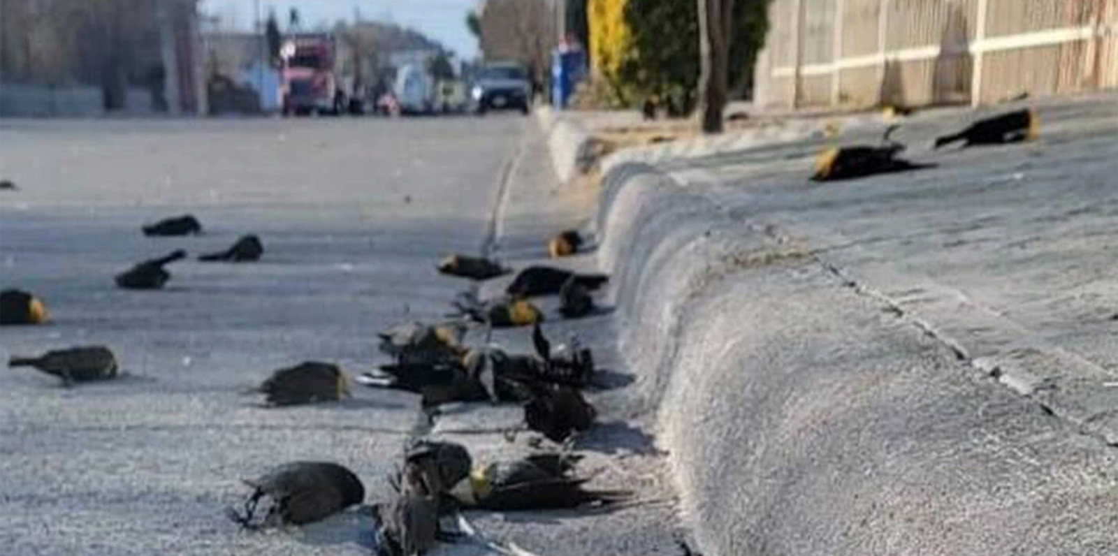 Aves muertas por pirotecnia